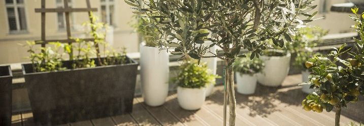 Auf einer Terrasse stehen ein großer und ein kleiner Olivenbaum in Kübeln.